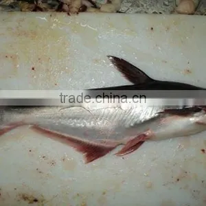 Whole Round Pangasius thumbnail-1