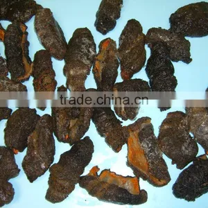 Dried Sea Cucumber thumbnail-4