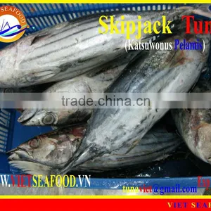 FROZEN SKIPJACK TUNA WHOLE ROUND thumbnail-1
