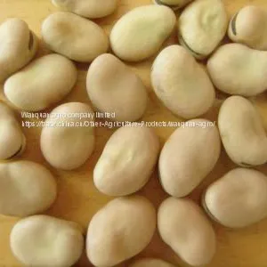 Broad Beans thumbnail-1