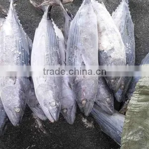 Whole Round 1000g up Frozen Belted Bonito Sarda Orientalis Tuna Fish thumbnail-1