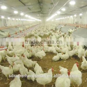 Poultry Equipments for Broilers and Breeders thumbnail-1