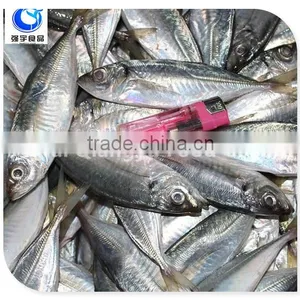 Wholesale Fishing Frozen Yellow Tail Horse Mackerel Fish thumbnail-2