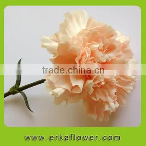 Natural Hot Sale Beautiful Carnation Wreath Fresh Preserved Flower for Gifts thumbnail-6