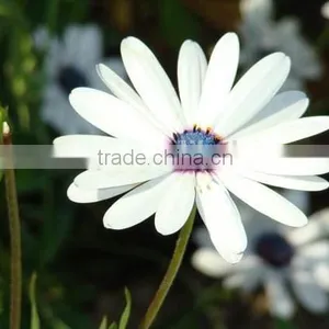 Ecklonis, Osteospermum, Flower Seeds , Herb Seed,vegetalbe Seed,fruit Seed,grass Seed thumbnail-6
