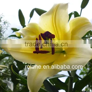 High-Level High Quality Fresh Flower Lily To The Beloved thumbnail-2