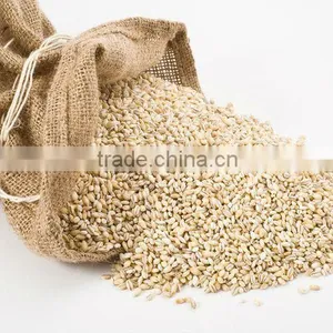 Pearl Barley thumbnail-1