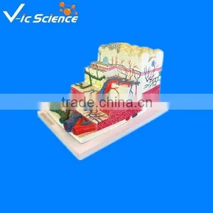 Stomach Wall Level Model thumbnail-1