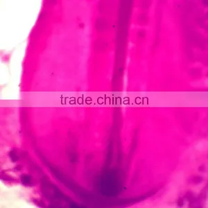 School Teaching Microscope Slides Embryo of Chicken W.M. thumbnail-2