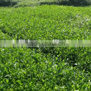 Soluble in Water 100% Instant Black Tea Powder thumbnail-2