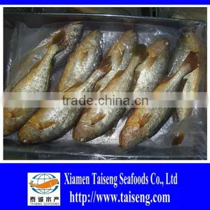 Frozen Big Size Farm Raised Yellow Croaker thumbnail-2
