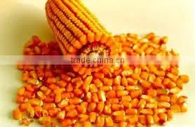 Best Yellow Corn Seed thumbnail-1
