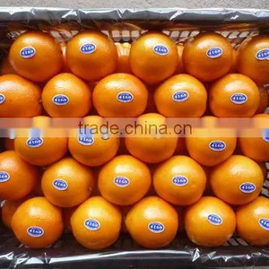 Navel Orange in Plastic Box thumbnail-1