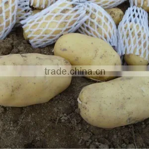 Holland Potato From China thumbnail-1