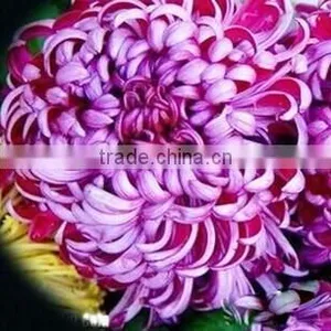 Beautiful Landscaping Pot Flower Seeds Chrysanthemum Seeds For Growing thumbnail-1