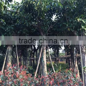 Ficus Altissima thumbnail-2