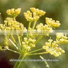 Galbanum Essential Oil thumbnail-3