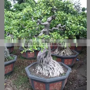Natural Bonsai Ficus Good Shaped Bonsai thumbnail-1
