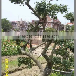 Bougainvillea Glabra Live Plants Live Bonsai thumbnail-4