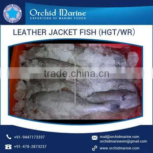 Enhanced Quality High Protein Frozen Leather Jacket Fish thumbnail-5