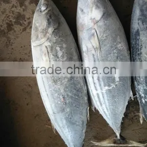 Fresh Frozen Skipjack Tuna thumbnail-2