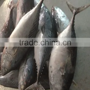 Canned Fih Sea Frozen Bonito thumbnail-1