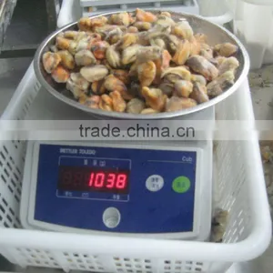 IQF Blue Mussel Meat thumbnail-1
