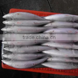 2016 Frozen Seafish Pacific Mackerel From China thumbnail-2
