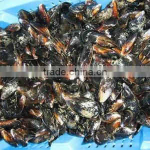 Mussel thumbnail-1