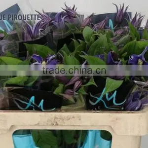 CLEMATIS BLUE PIROUETTE thumbnail-1