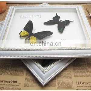Dry Framed Butterfly Frame Wholesale LOW MOQ Good Quality thumbnail-4