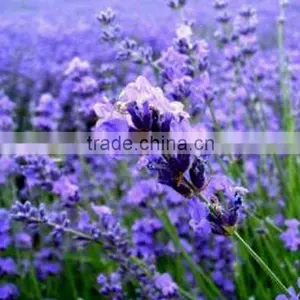 Romantic Lavender Aroma Bubble Bath Oil thumbnail-1