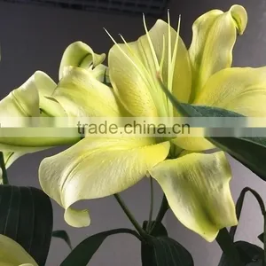 Newest Yellow King Exporting Yellow Lily Flower thumbnail-5