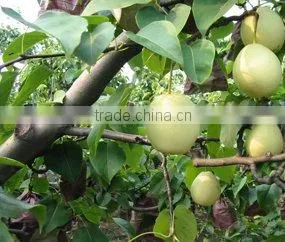 2013 Fresh Ya Pear Export thumbnail-1