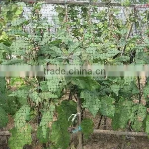 Farm Field Anti-bird Net thumbnail-1