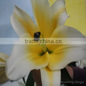 Kunming Qingyi Fresh Cut Flowers Multicolor Oriental Hybrid Lily Blooming Lily thumbnail-5