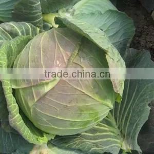 Chinese Cabbage thumbnail-2