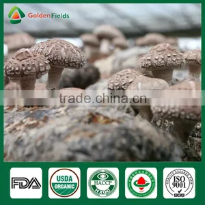 Mushroom Spores,Shiitake Mushroom Substrate,Reishi Mushroom thumbnail-1