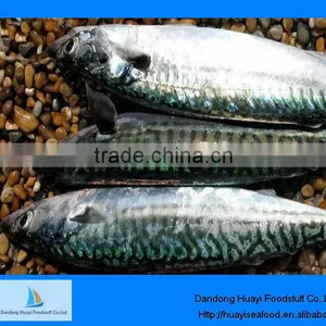 Frozen Whole Round Pacific Fish thumbnail-1