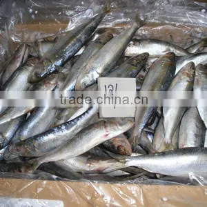FROZEN SARDINE IQF 10 KG PER CARTON PAKISTAN thumbnail-1