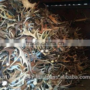 Dry Elk Antlers thumbnail-3