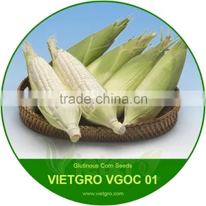 High Yield OP Field Corn Seeds/ Glutinous Corn Seed VGOC 01 thumbnail-1