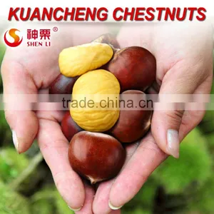 Tianjin Chestnut thumbnail-2