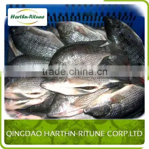 Iqf Frozen Tilapia Fillet Fish Wholesale thumbnail-2