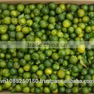 Frozen Calamansi thumbnail-1