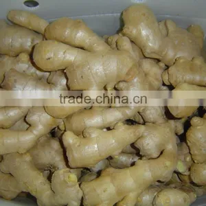 Fresh Ginger thumbnail-2