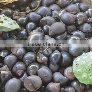 Live Paddy Rice Snail in Big Quantity (Pila Polita) thumbnail-1