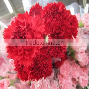 Supply High Quality Long Stem Flowers Fresh Cut Carnation Cut Flower Prices From Kunming Flower Planting Base thumbnail-2
