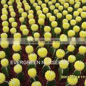 Echinopsis Eyriesii 'variegata' thumbnail-1