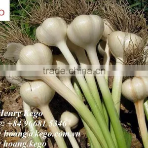 Fresh Garlic thumbnail-5